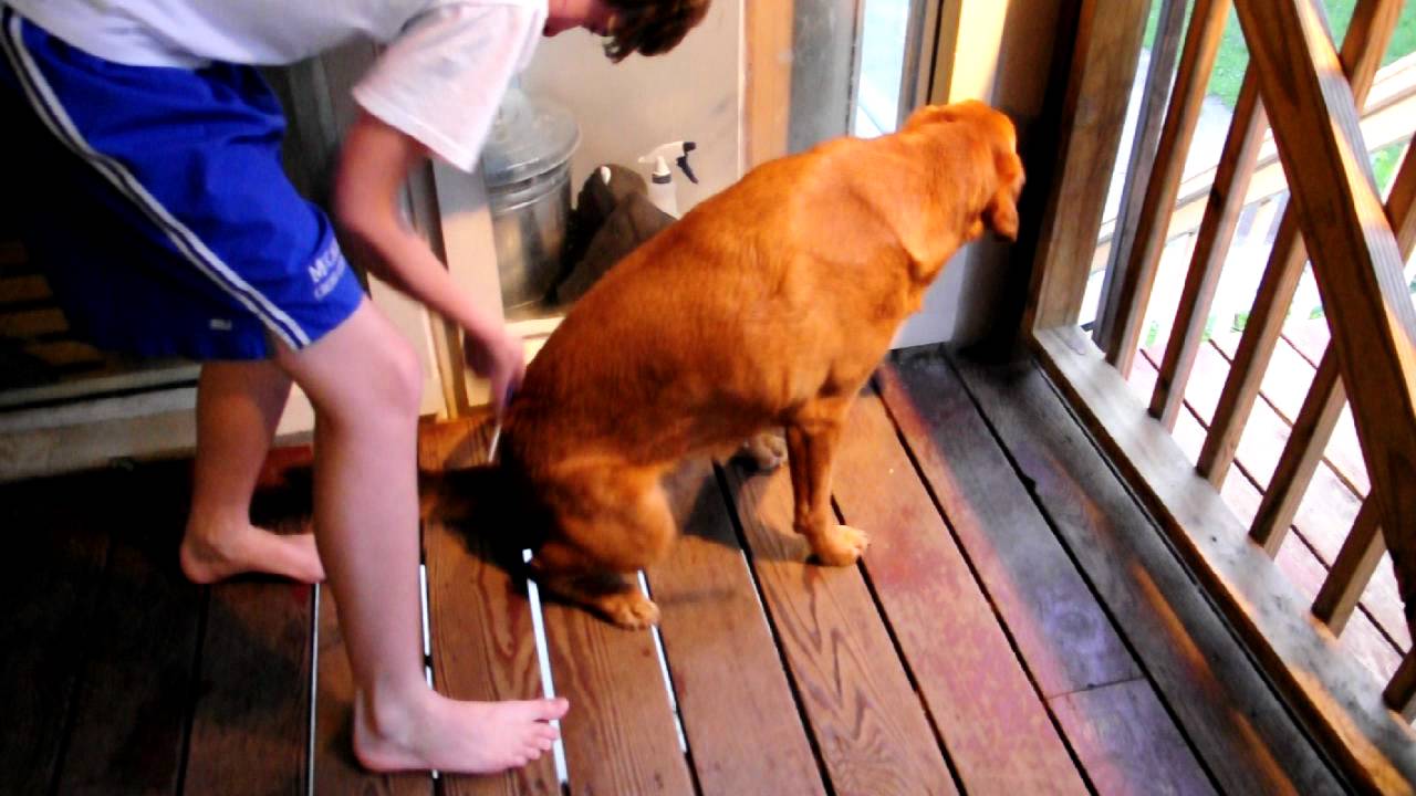 our dog's reflex to getting his butt scratched