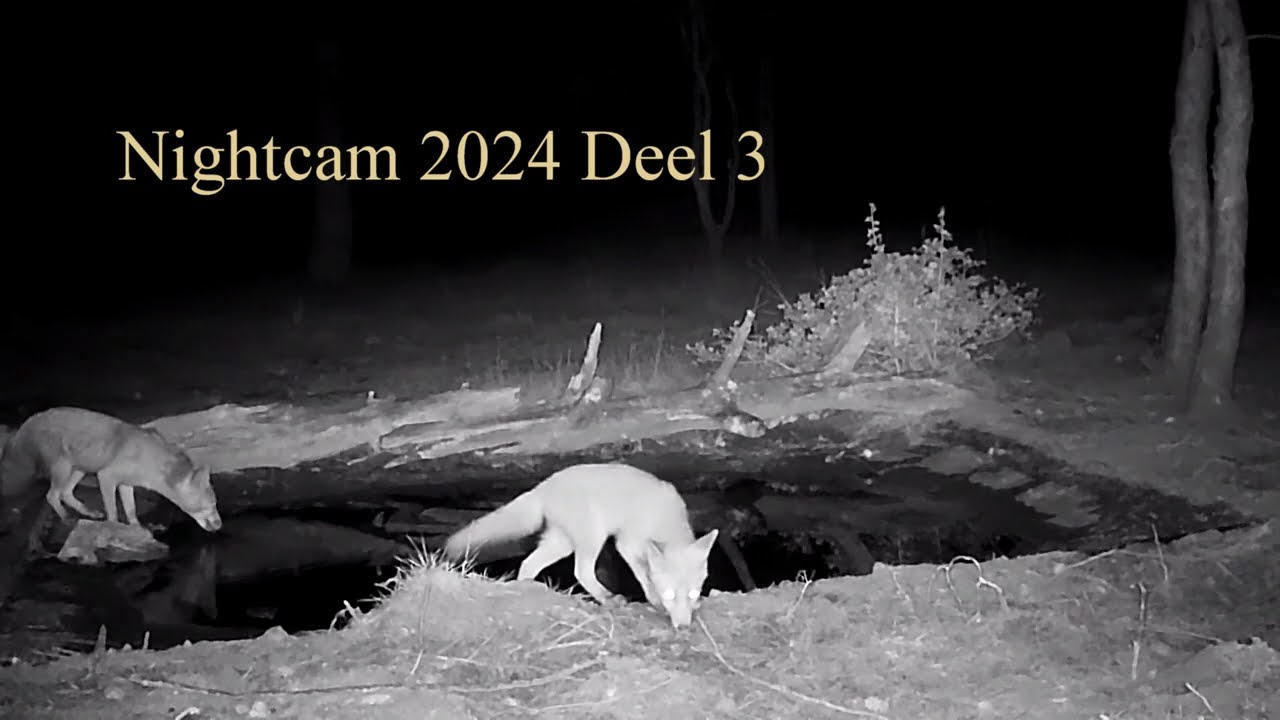 Wilde Veluwe Dag & Nacht nightcam 2024 Deel 3  movie