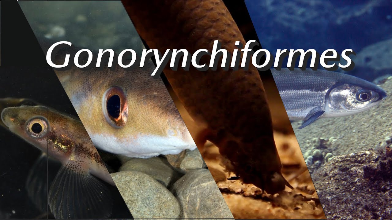 Gonorynchiformes: an obscure group of fishes that outlived the dinosaurs