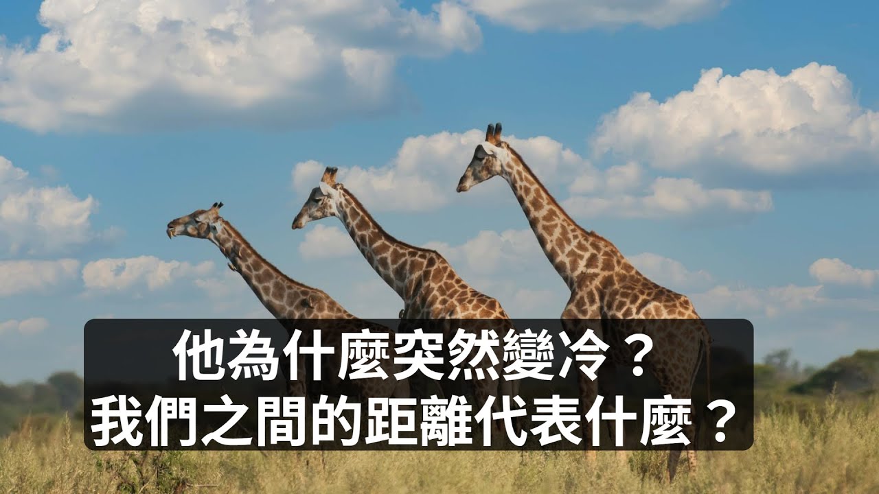 【塔羅占卜】他為什麼突然變冷？💔 我們之間的距離代表什麼？｜愛情占卜｜他還在意我嗎？｜櫻之塔羅 Yin’s Tarot