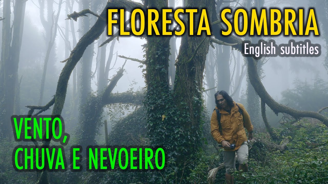 MISTÉRIOS DA FLORESTA NEGRA | FOTOGRAFIA DE NATUREZA