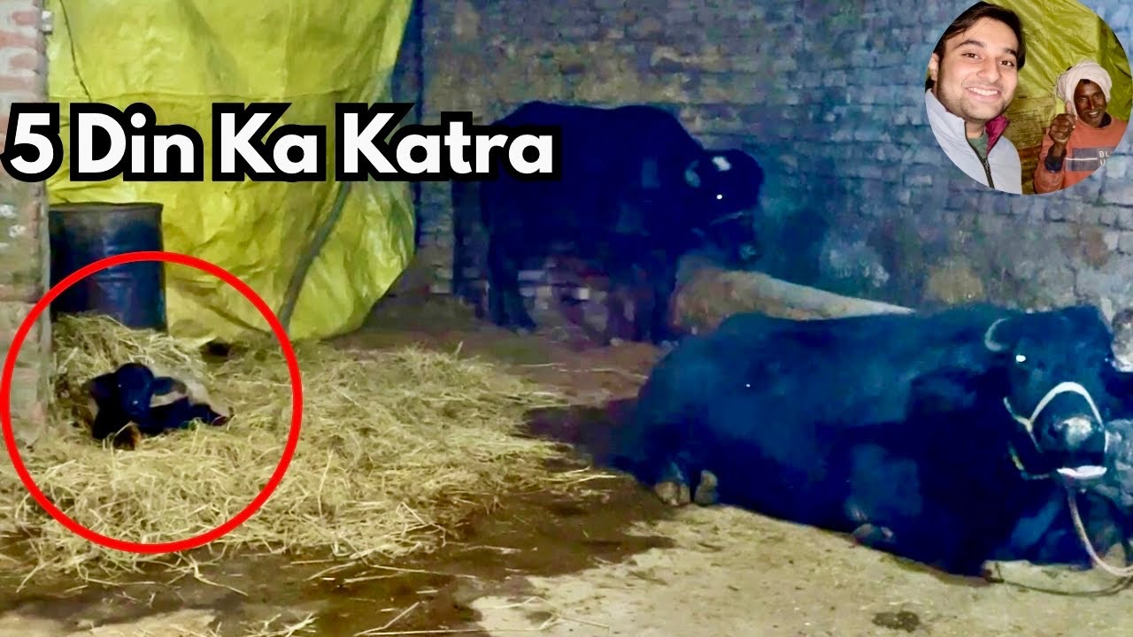 Bhains Ke Bachde(katre) Ki 5 Din Ki Puri Care | Kya Khilaya, Thand Mein Kaise Bachaya?Real Gaon Life