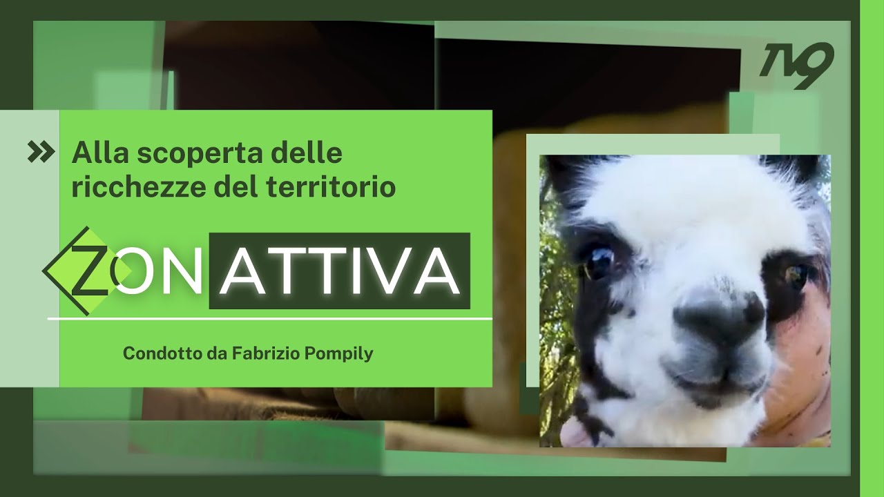 Zonattiva - Allevamento di Alpaca a Santafiora