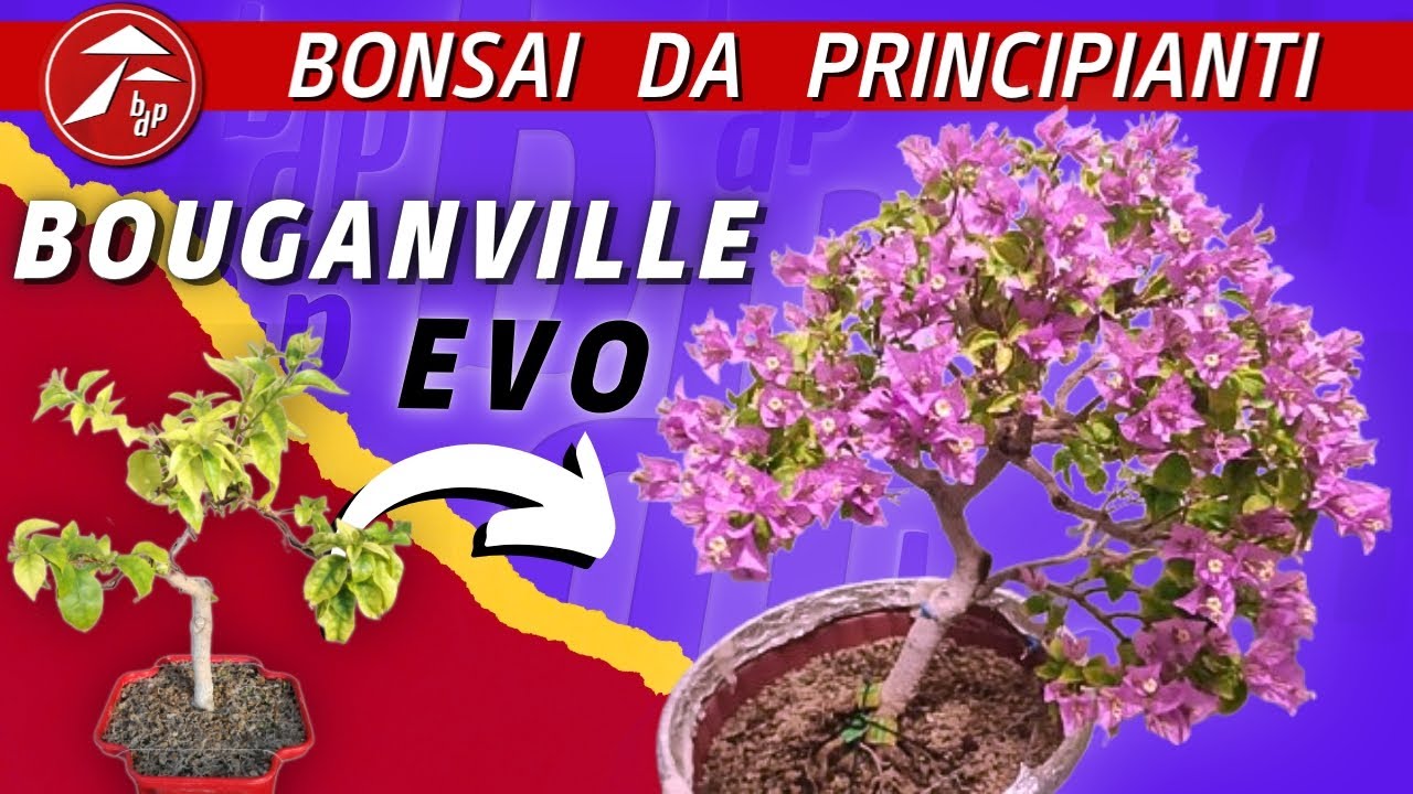 Evoluzione Bouganville 2023 - Impostazione e coltivazione
