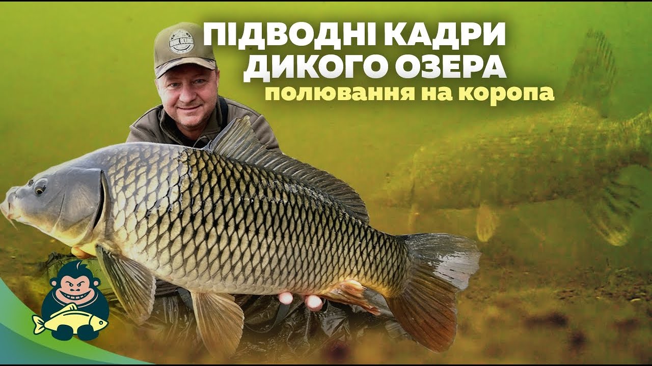 Ловля коропа на дикарі, підводне відео