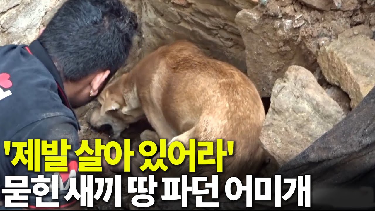 강아지 출산한 어미개 흙더미에 깔린 새끼 울음소리 듣자, 눈물 흘리며 새끼 구조 감동 영상