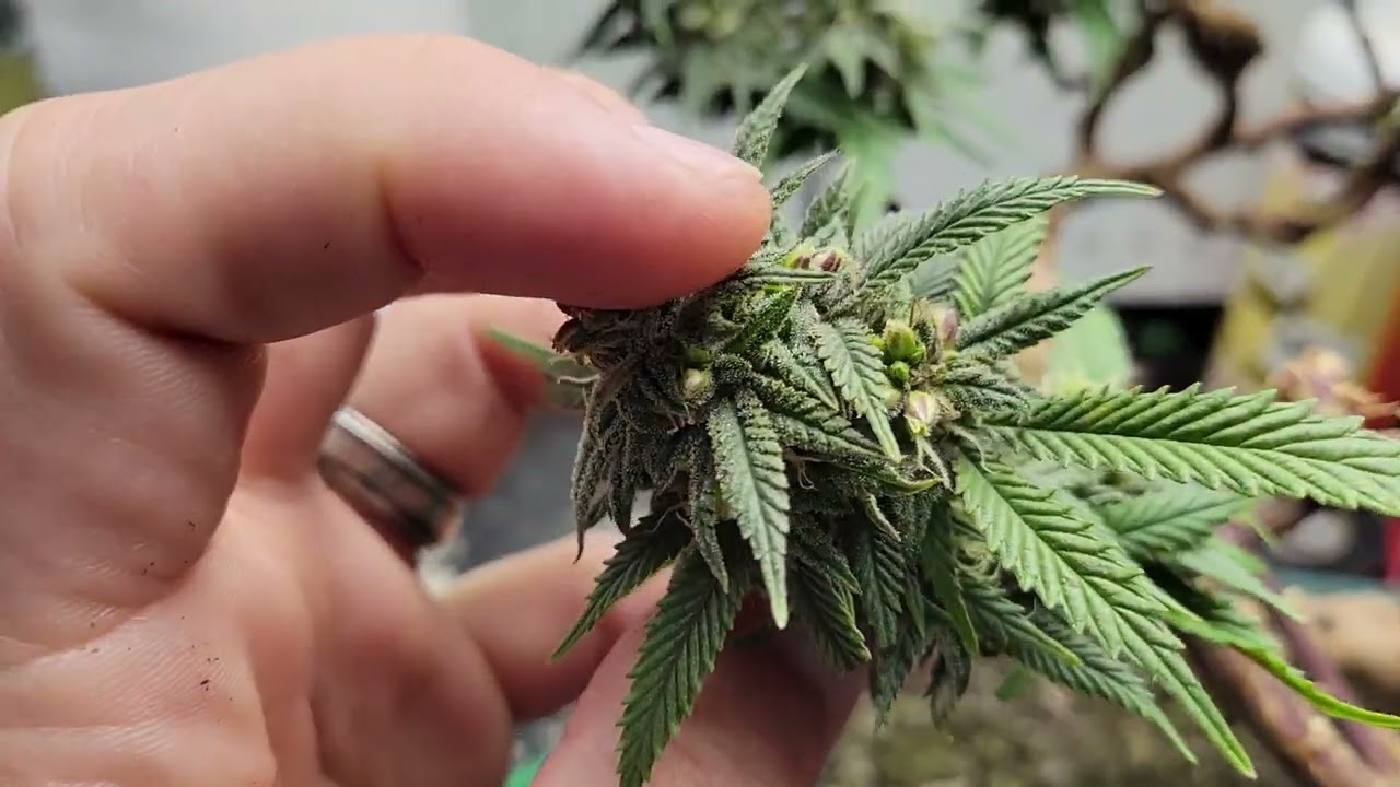 #Cannabonsai Flower D35. Fem seeds w colloidal silver Cannabis indoor #Fecida  3x3 #simproformula