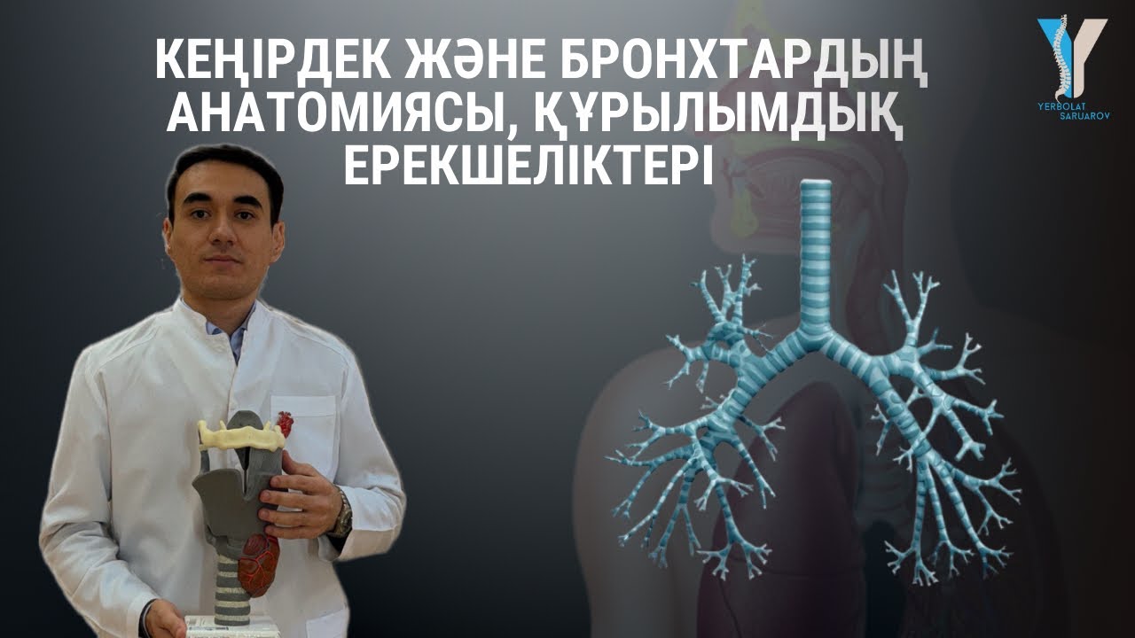 Кеңірдек және бронхтардың анатомиясы, құрылымдық ерекшеліктері