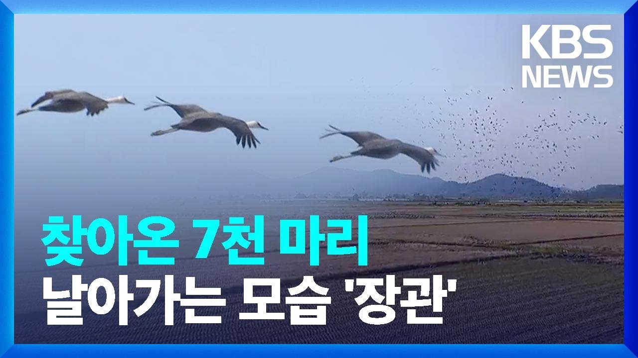 흑두루미 7천 마리 순천만에…겨울 철새 ‘장관’ / KBS  2024.11.13.