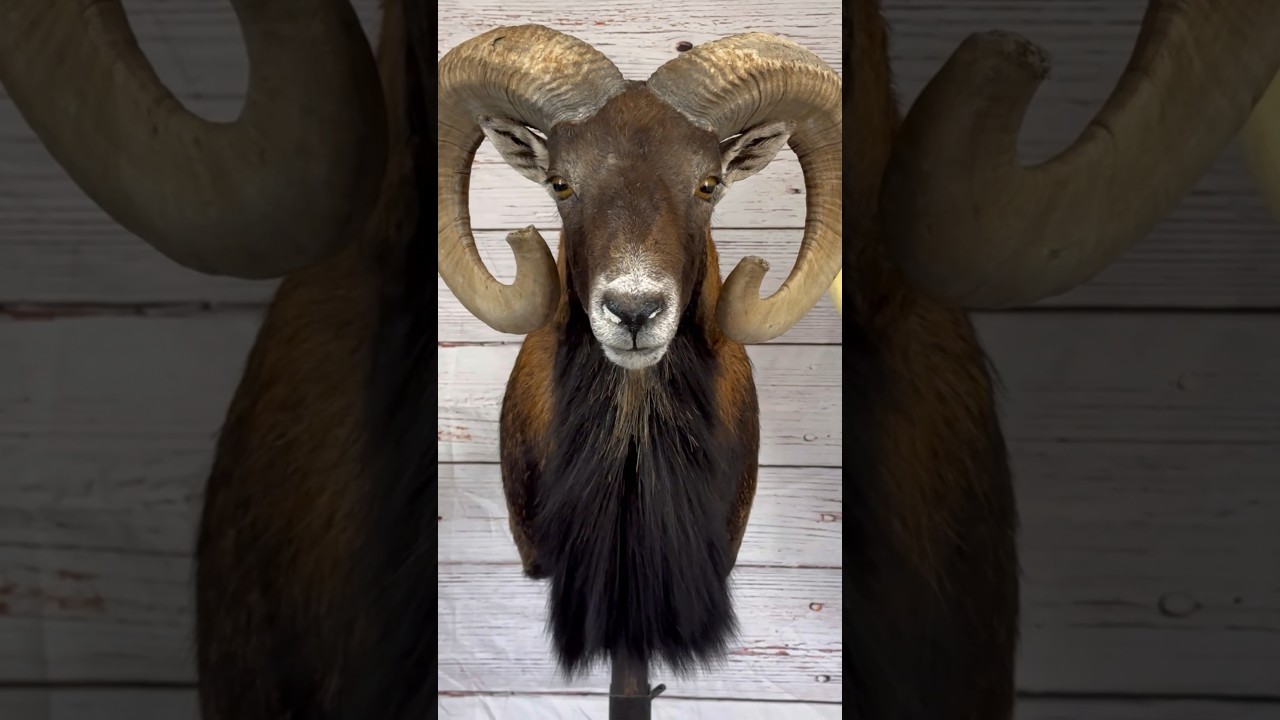 Процесс таксидермии муфлона! 🐑 #таксидермия #животные #овца #искусство