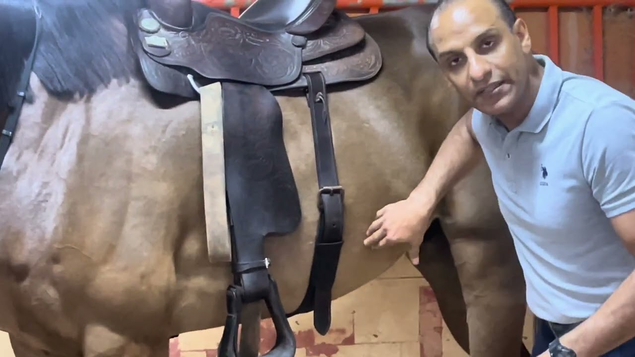 سروج الخيل أنواعها وطرق إستخدامها . سرج الخيل