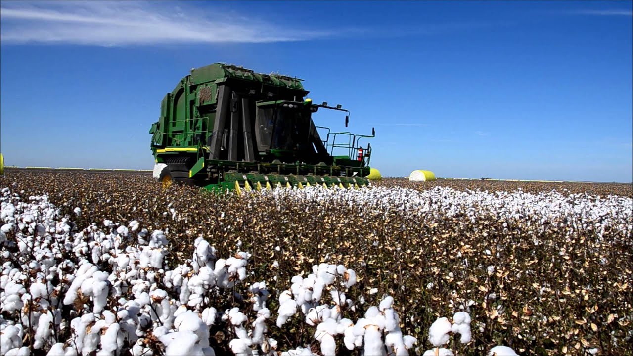 Cotton Harvest, Wee Waa Australia, 2013