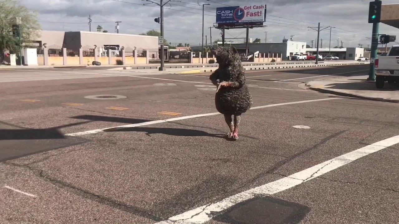 He's Back! Mice On The Move