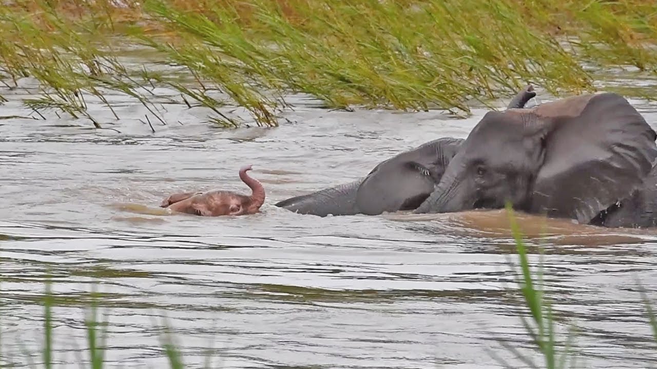 SWIM! Rare PINK BABY ELEPHANT, SWIM!!!