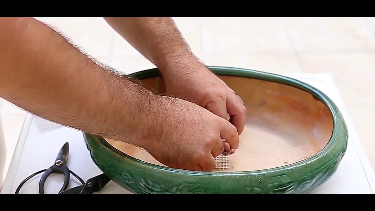 Bonsai de Saksı Değiştirme Kök budama tekniği