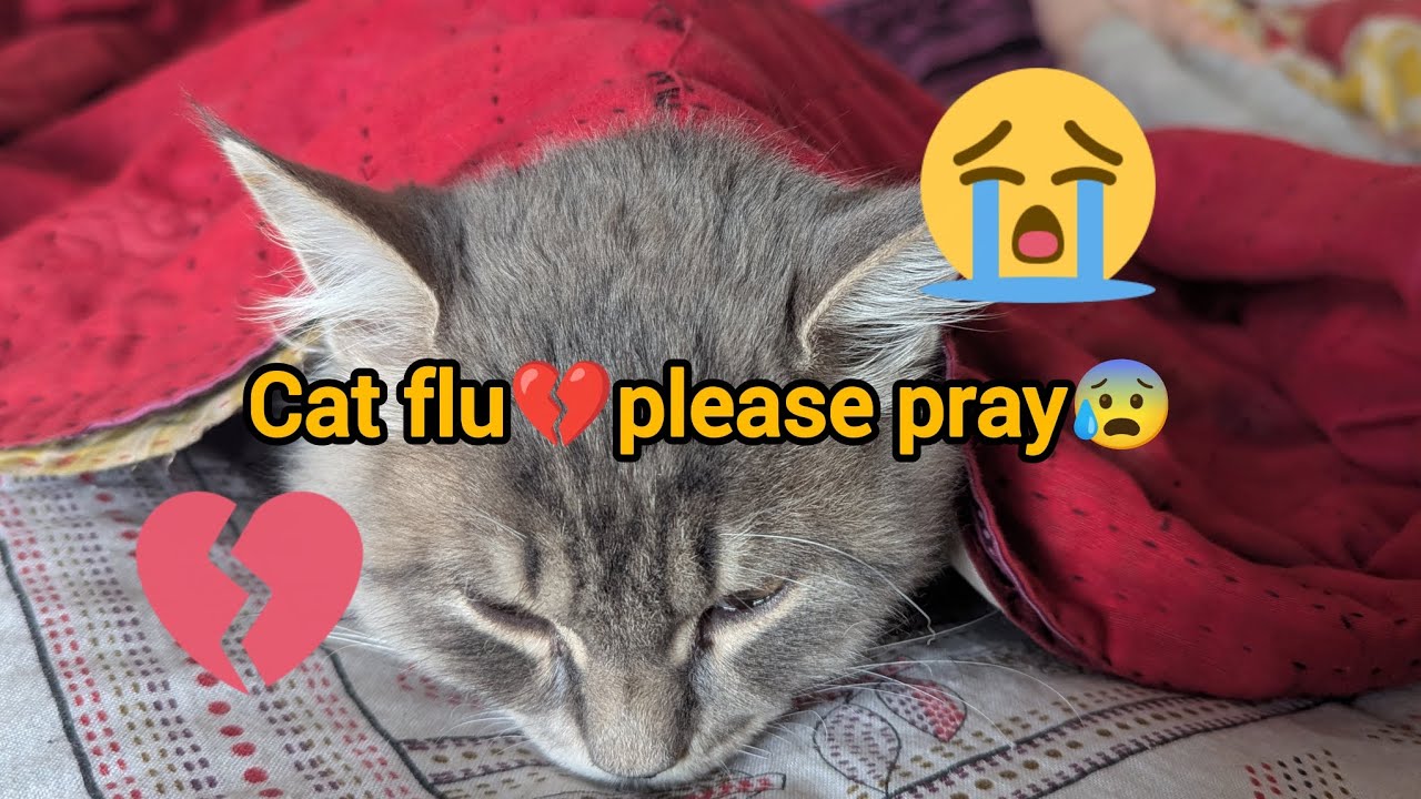 আমার ছোট Kitty ফ্লু তে আক্রান্ত 😥।মেডিকেলে নিয়ে গেলাম।দোয়া চাই🤲