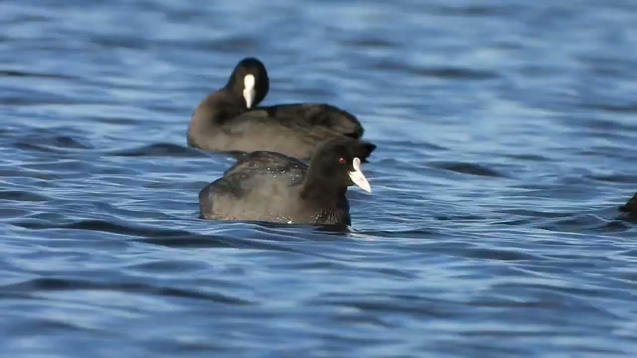 Eurasian coot (Fulica atra) - Rewa [POLAND]