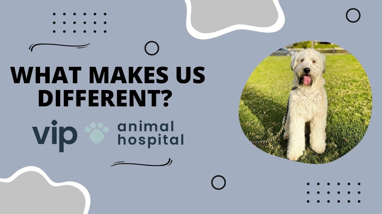 VIP Animal Hospital |  What Makes Us Different?