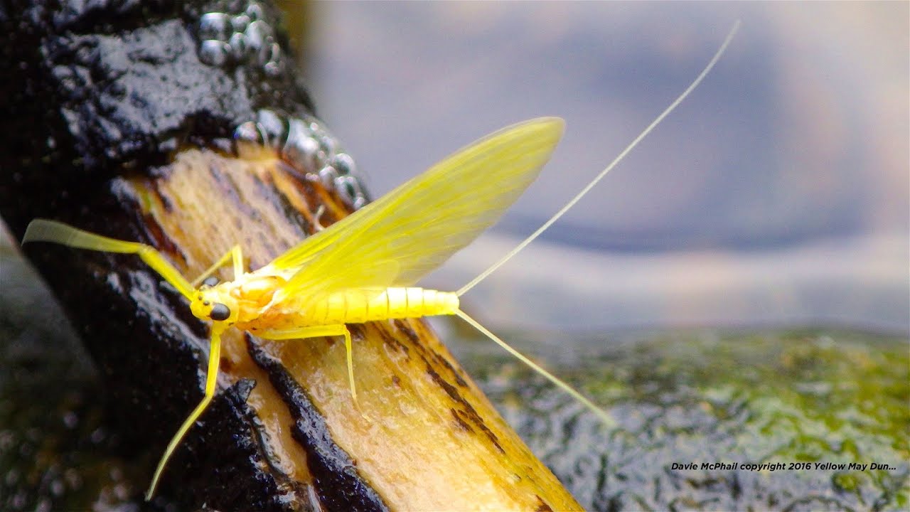 Tying a D H Yellow May/Sulphur Dun with Davie McPhail