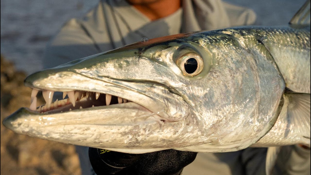 Catch And Cook - Vissen In Bonaire 2.0 - Part 4 Of 6