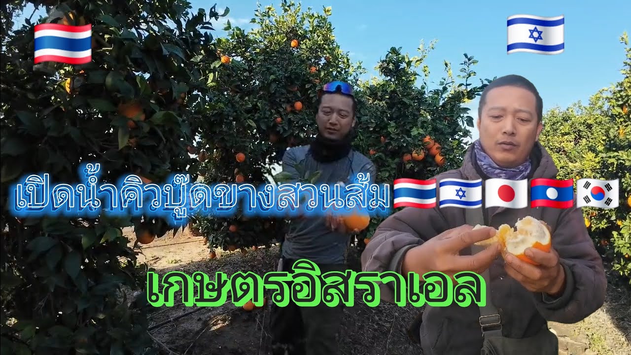 มาเปิดน้ำคิวบู๊ดขางสวนส้ม เก็บเอาไปฝากพี่น้องคนไทยนำกัน #เกษตรอิสราเอล 🇮🇱🇹🇭🇰🇷🇱🇦🇯🇵