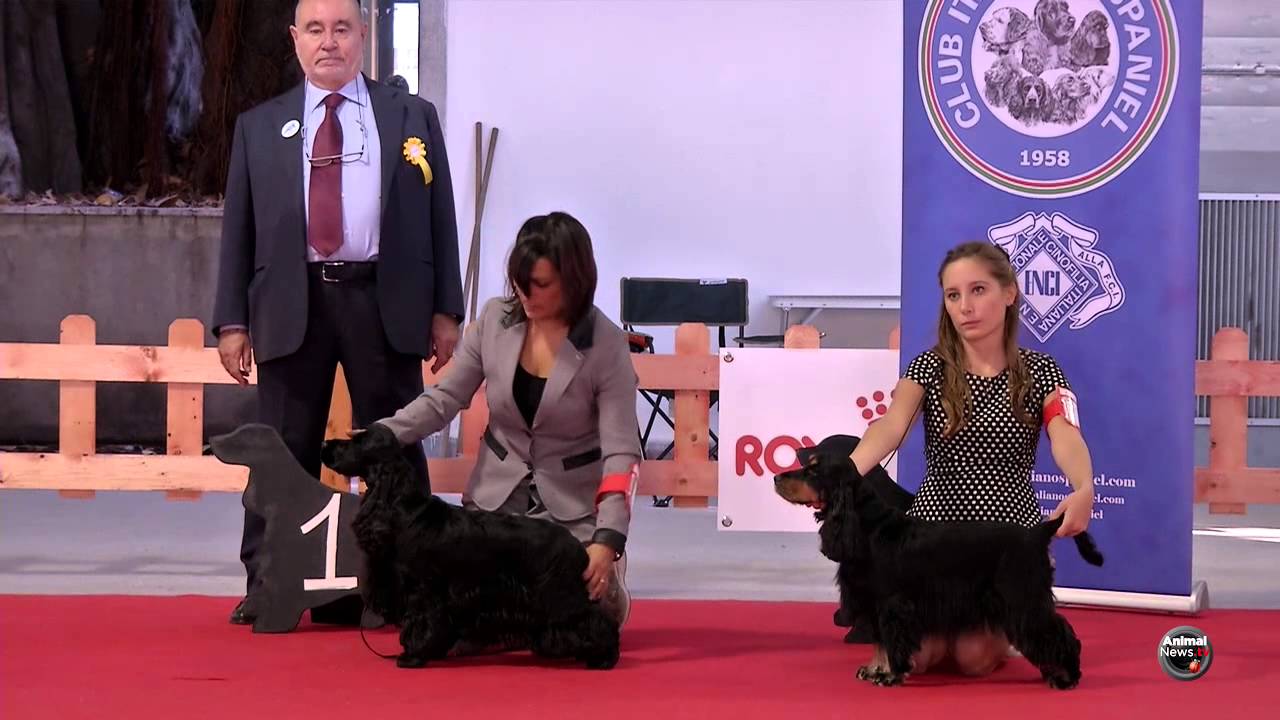 Raduno Cocker Spaniel