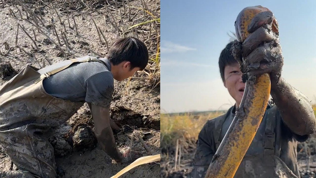 今年這鳝魚，來看這個洞大，這應該是個兩斤的吧#fishing #咱村小结巴 #搞笑 #大軟絲 #农村生活 #熱門