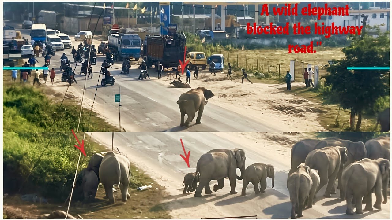 A herd of wild elephants crossed the highway road completely blocking the road & chasing people away