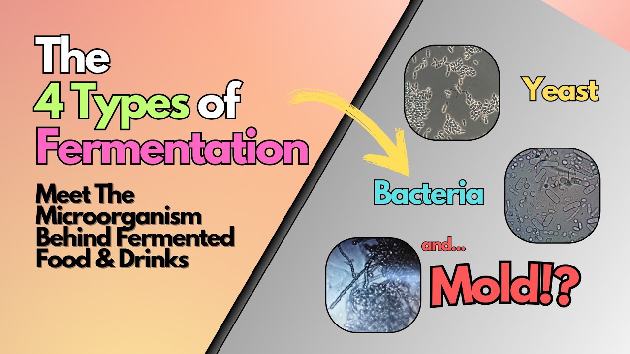 4 Types of Fermentation Explained: Bacteria, Yeast, Mold, & More | Fermented Foods & Health Benefits
