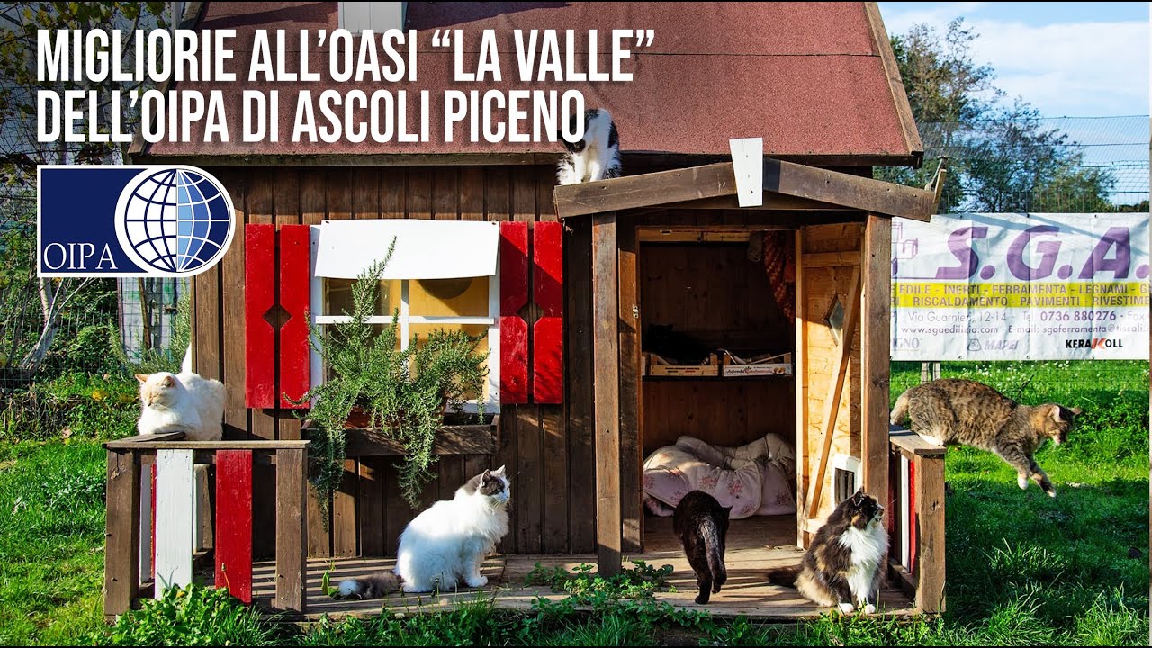 PROGETTO: Ecco le migliorie apportate all'Oasi felina OIPA Ascoli Piceno 