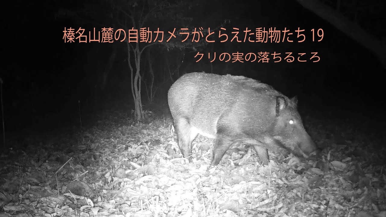 榛名山麓の自動カメラがとらえた動物たち19　クリの実の落ちるころ