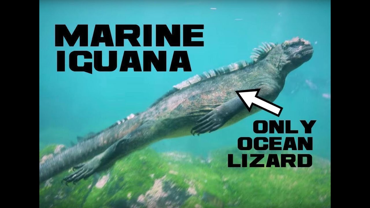 10 Marine Iguana Facts - The One and Only Ocean Lizard - Animal a Day M Week