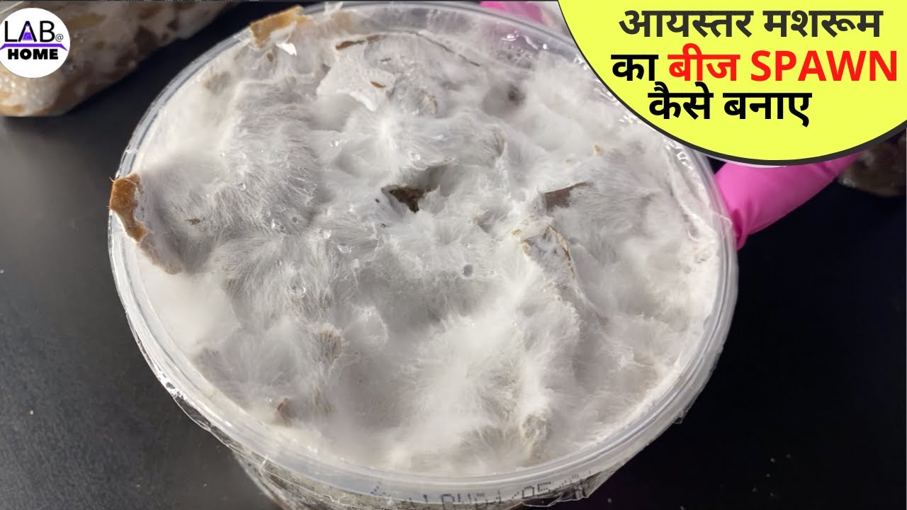 आयस्तर मशरूम का बीज SPAWN कैसे तैयार करें  The EASY Way To Make Mushroom Spawn At Home
