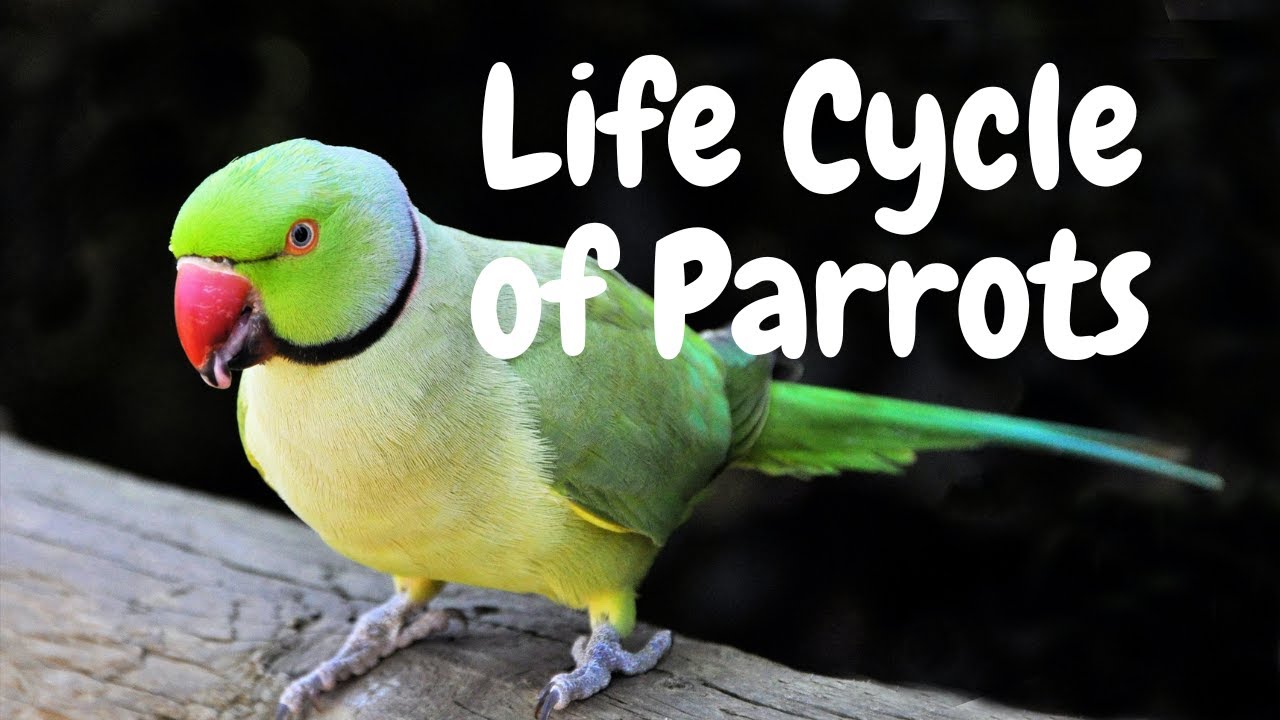 The Fascinating Life Cycle of Parrots