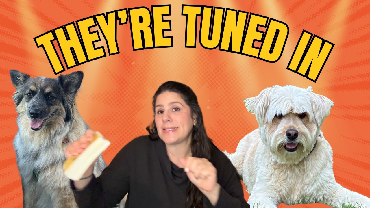 Message for Dog & Cat Moms + Dads 🐾 Your Pets Are Picking Up Energy