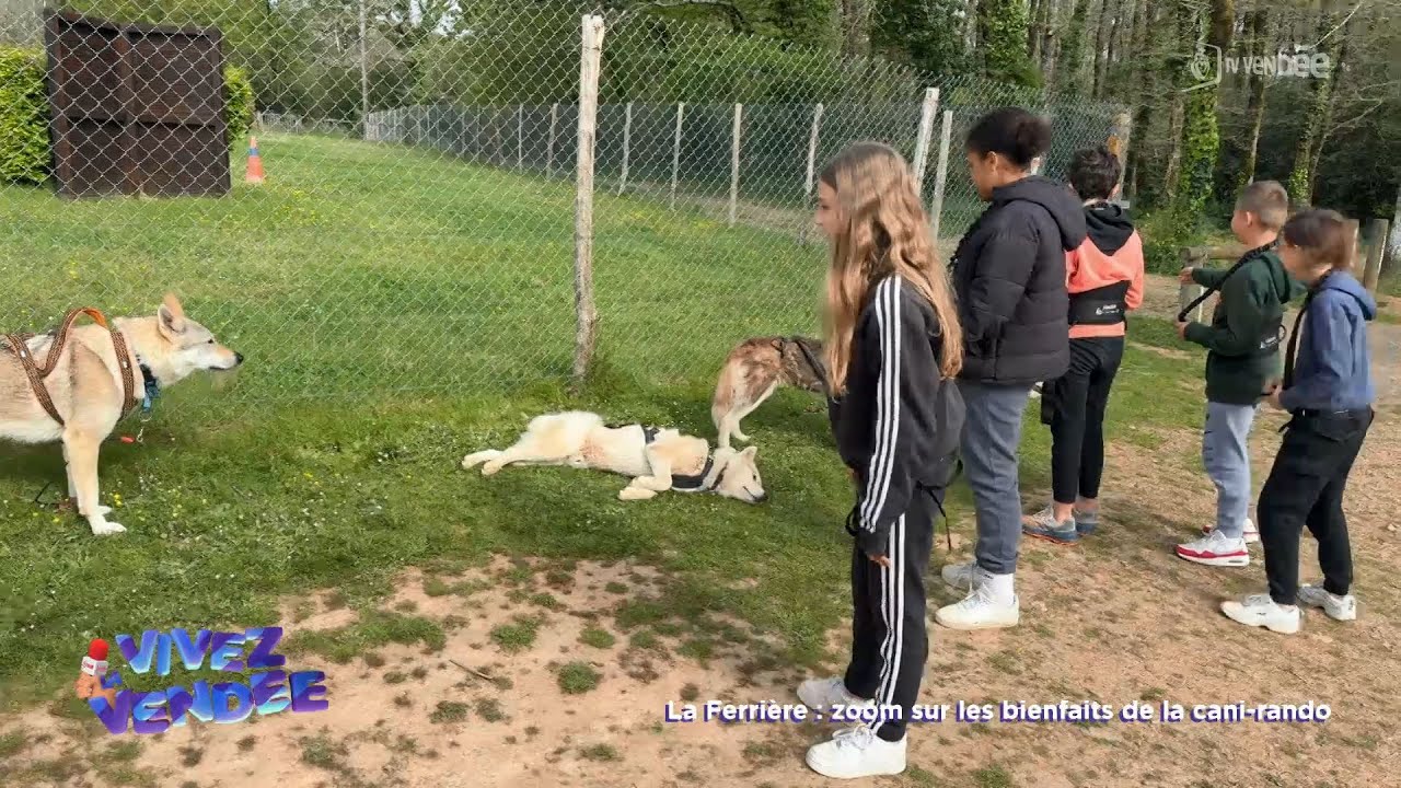 Vivez la Vendée : Zoom sur les bienfaits de la cani-rando