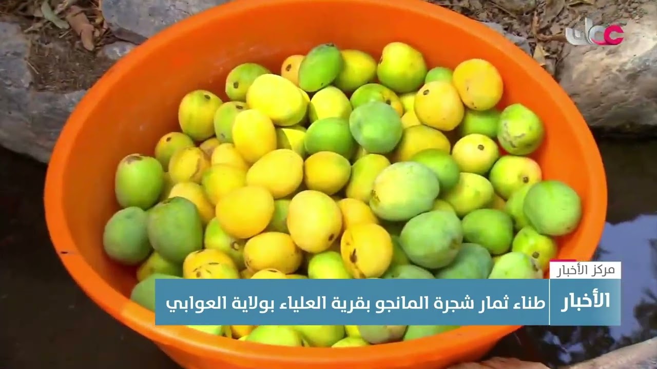 تقرير | طناء ثمار شجرة المانجو بقرية العلياء بولاية العوابي
