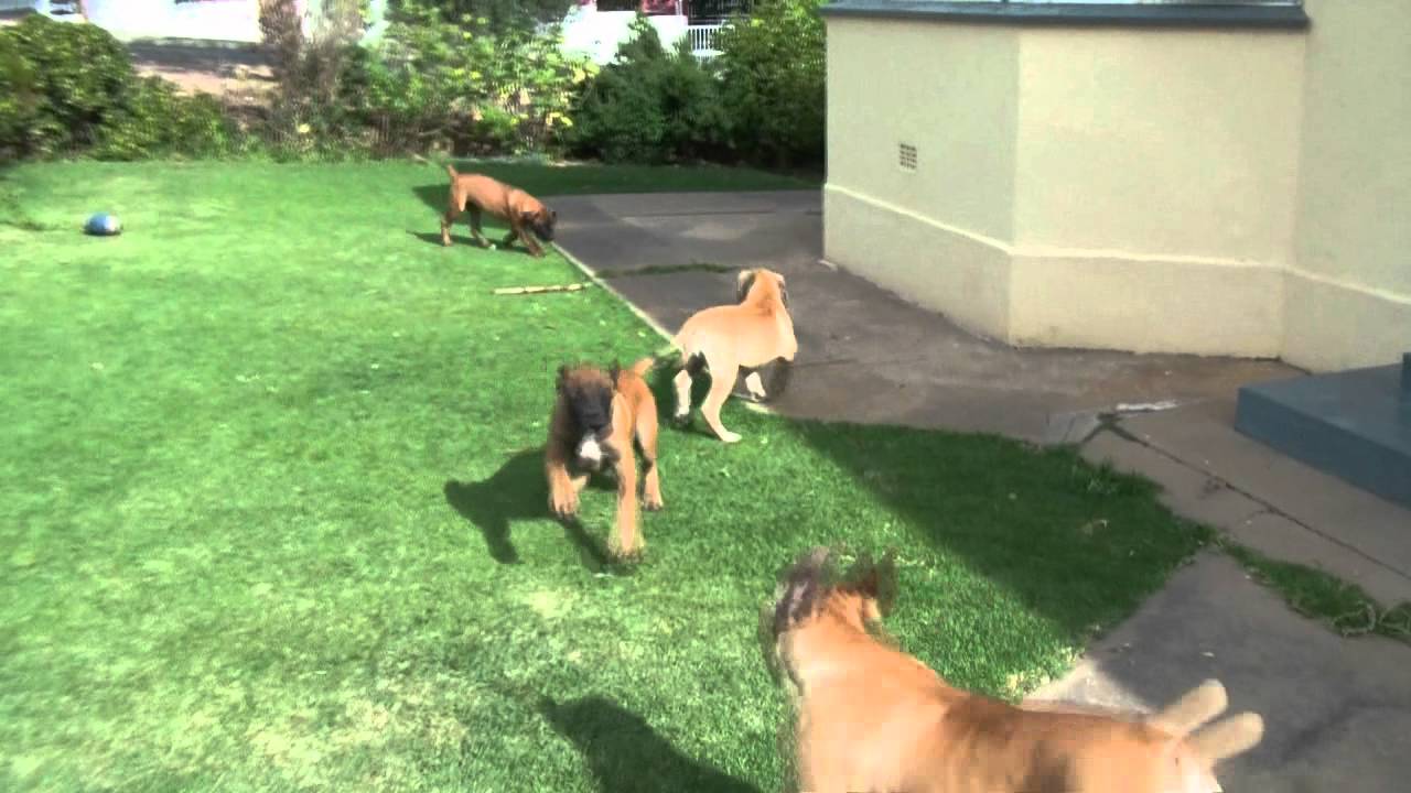 Maranata Boerboel Kennel Visit Dec 2011