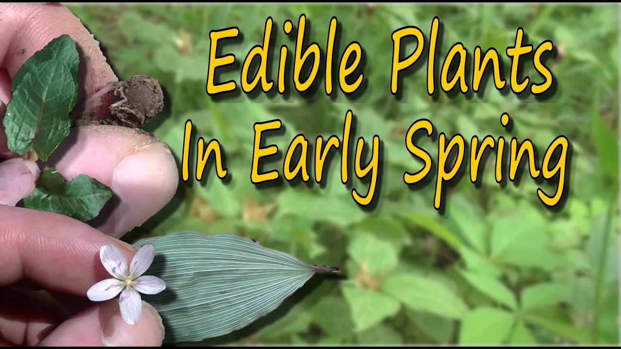 Edible Plants Of Spring & A Few Foraging Tips
