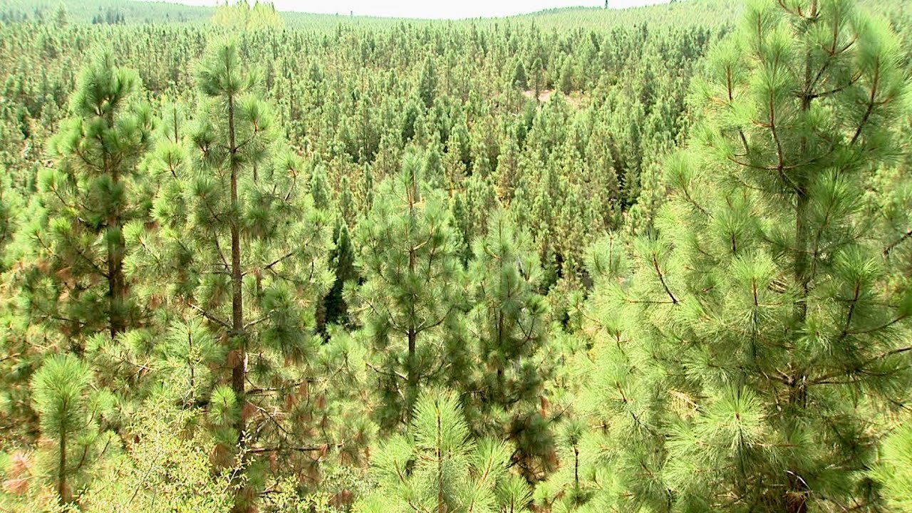 CO2 Management in California Forests