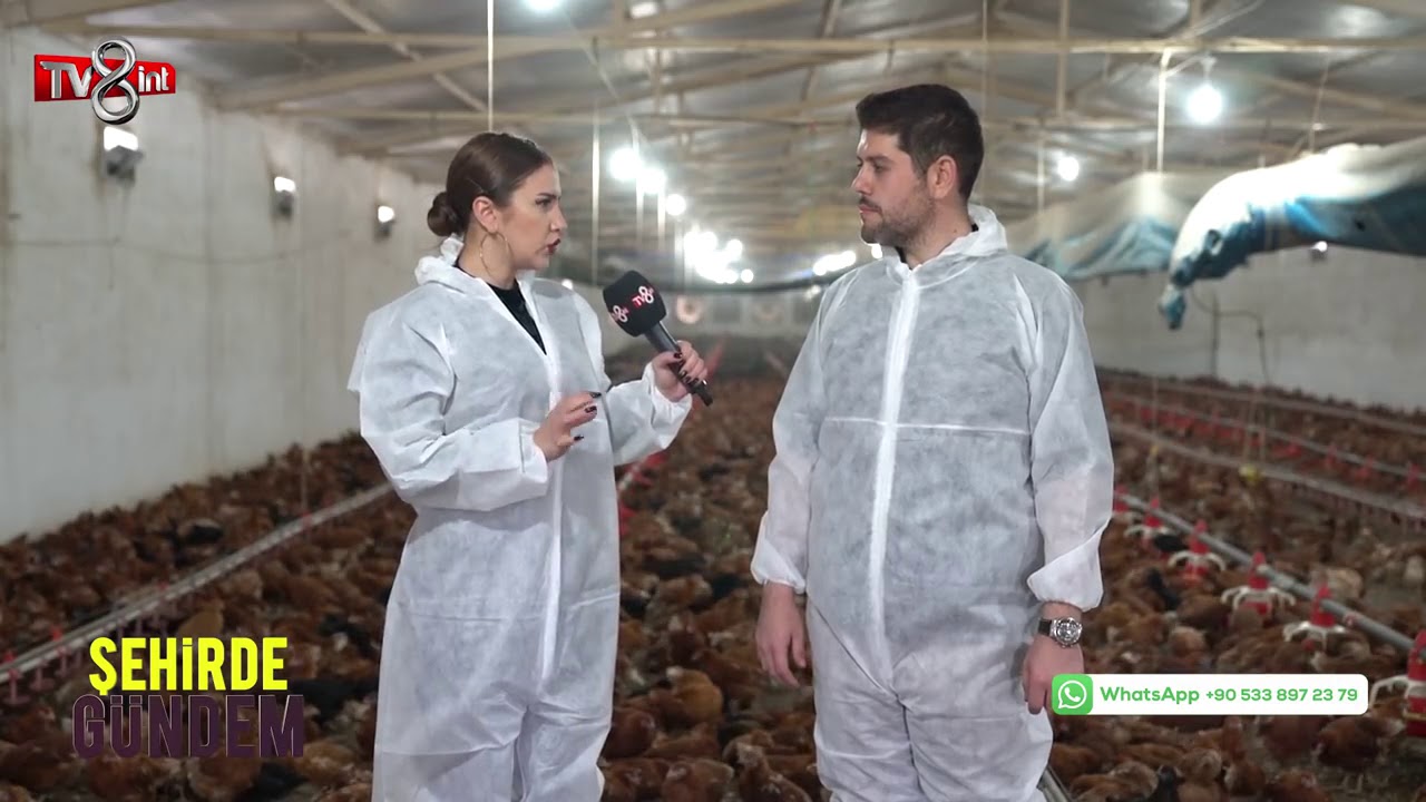 Gezen Tavuk Üretim Tesisi - Koçoğlu Tavukçuluk & Kümes Ekipmanları