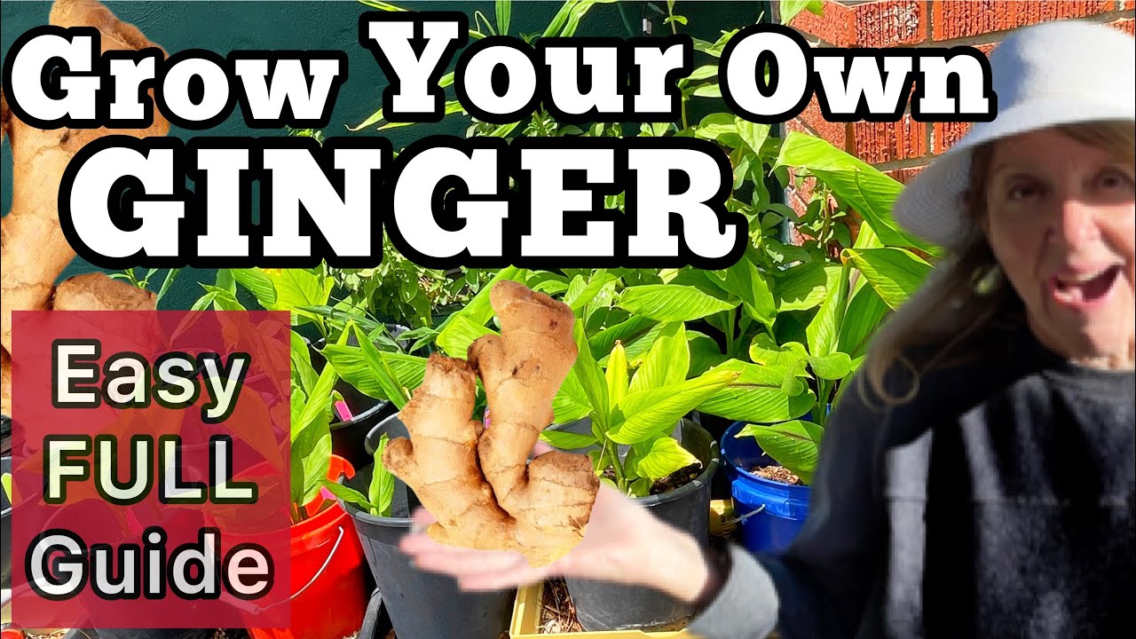 How to Grow Ginger in Containers & Harvest Tons EASY Growing Guide, Start a Plant from Store Bought