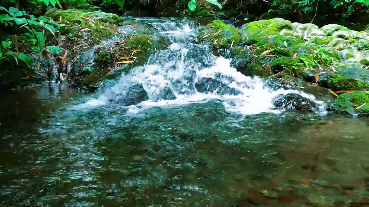 Forest River Ambience - Peaceful Sound of Nature