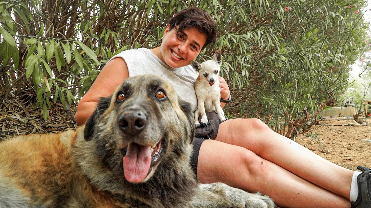 Aquí están nuestros perros favoritos: Bruno y Linda