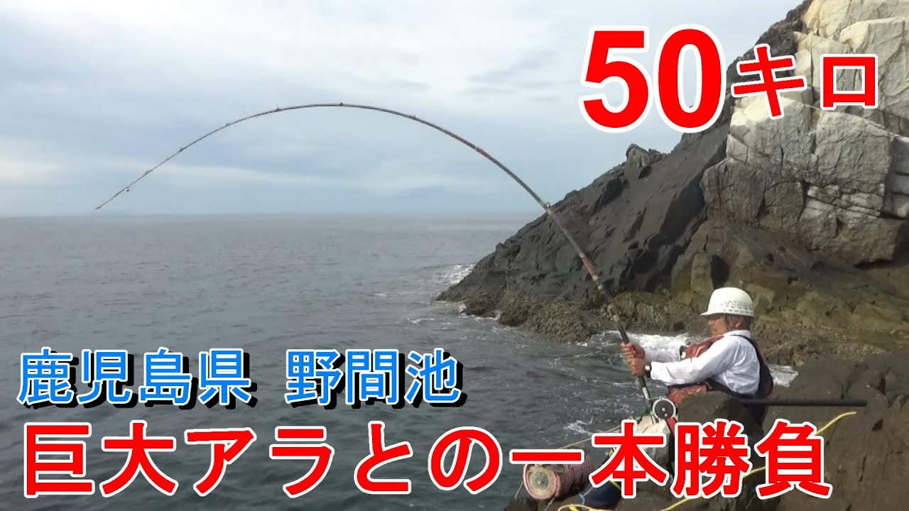 クエ【アラ】 鹿児島県 野間池 沖ヶ瀬での50キロ巨大アラとの格闘‼　“50kg Monster Kue Fight—Nomai Bay, Japan”