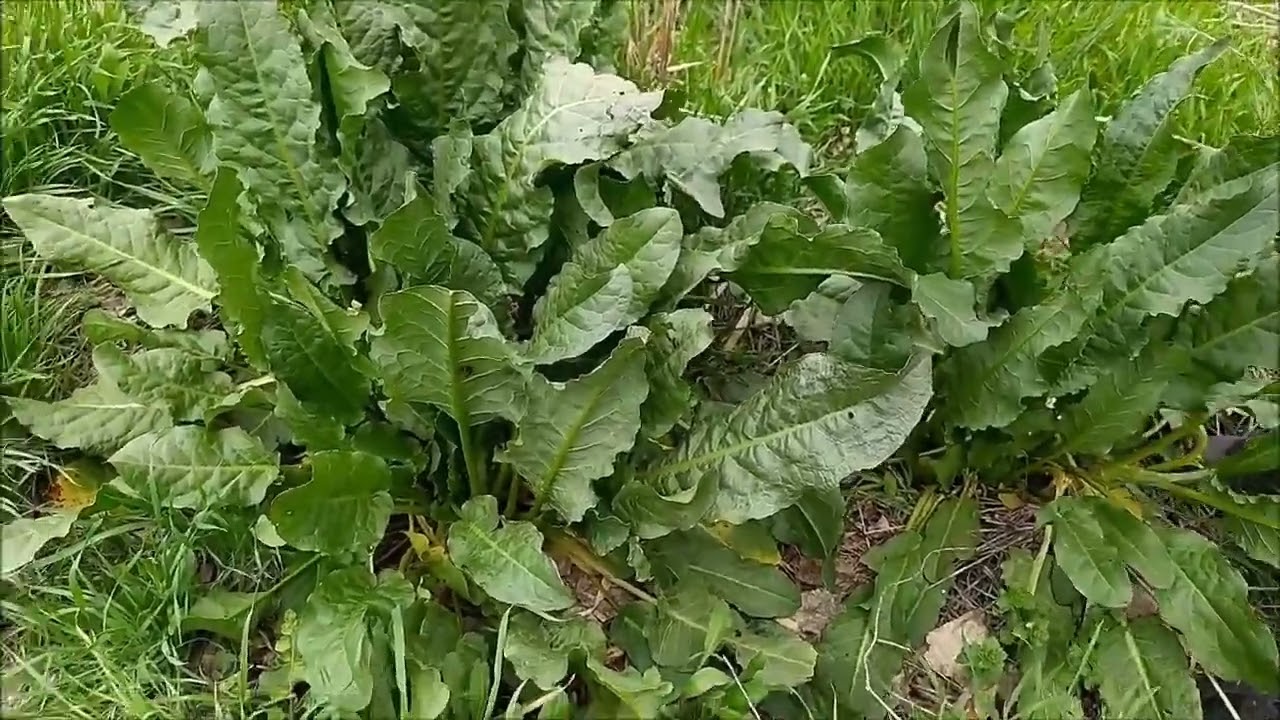 Yabani yenilebilir otlardan zumba dürüm