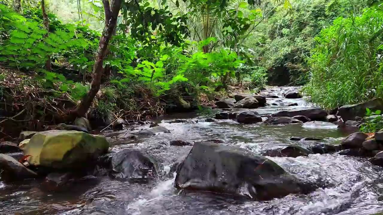 Tropical Forest River 🌿 Natural Flowing Water Sounds for Deep Sleep