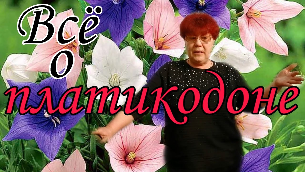 Главные ошибки. Выращивание платикодона.