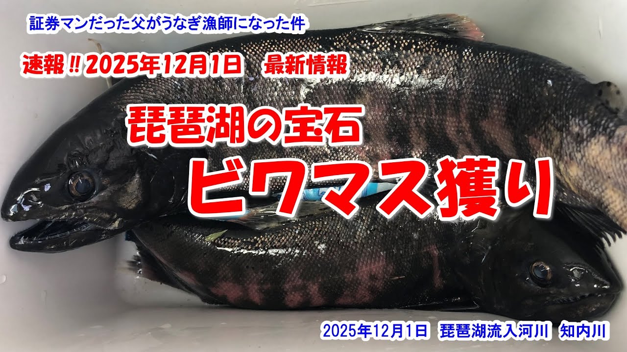 【琵琶湖の宝石　ビワマス獲り】速報‼2025年12月1日最新情報　2025年12月1日知内川