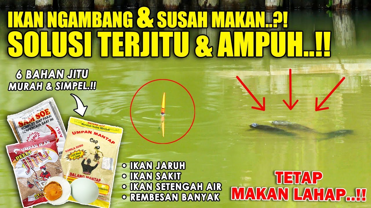 RESEP JITU UMPAN DADAKAN PELET JITU SAMSU !! SOLUSI IKAN MAS JARUH, NGAMBANG & SUSAH MAKAN ❗❗
